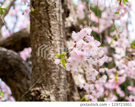 Spring is here: Cherry blossoms in full bloom are so uplifting 129723801