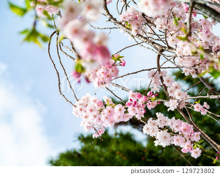 Spring is here: Cherry blossoms in full bloom are so uplifting Spring is here: Cherry blossoms in full bloom are so uplifting 129723802
