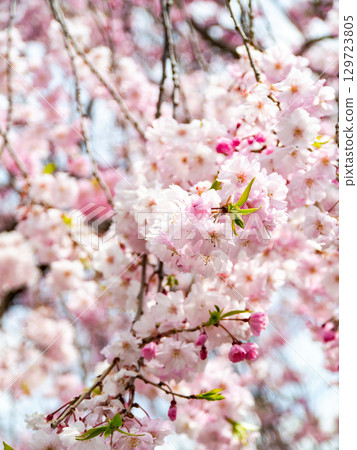 Spring is here: Cherry blossoms in full bloom are so uplifting Spring is here: Cherry blossoms in full bloom are so uplifting 129723805