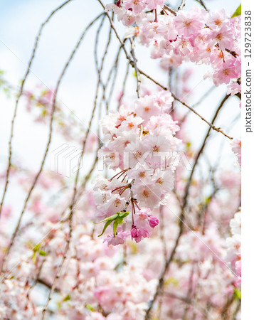 Spring is here: Cherry blossoms in full bloom are so uplifting 129723838