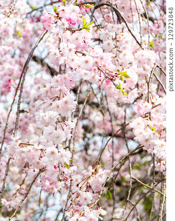 Spring is here: Cherry blossoms in full bloom are so uplifting 129723848