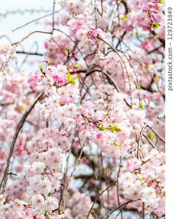 春天來了：櫻花盛開，令人心曠神怡 129723849