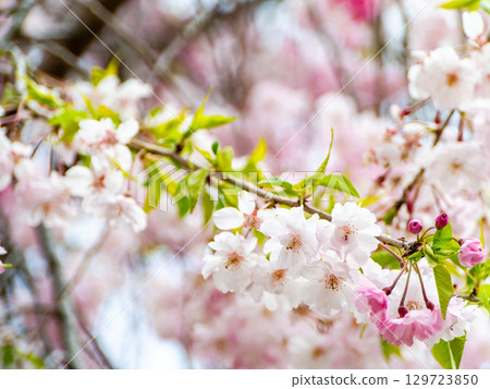 春天來了:櫻花盛開,令人心曠神怡 春天來了:櫻花盛開,令人心曠神怡 129723850