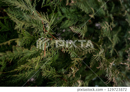 A group of palm trees next to a tree A group of palm trees next to a tree 129723872