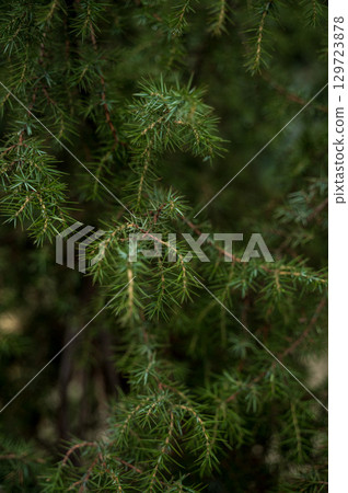 A tree in front of a palm tree 129723878