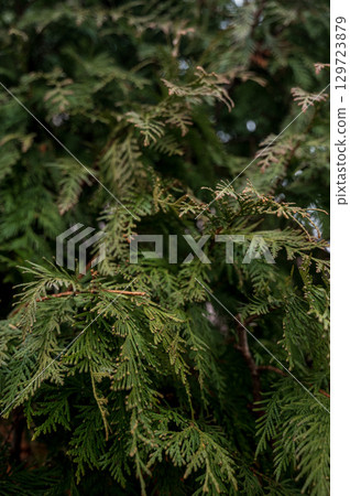 A group of palm trees next to a tree 129723879