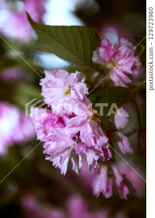 close-up of a branch of blossoming sakura close-up of a branch of blossoming sakura 129723960