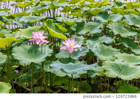 Lotus flowers (Niigata Prefecture, July) Lotus flowers (Niigata Prefecture, July) 129723966