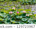 Lotus flowers (Niigata Prefecture, July) 129723967