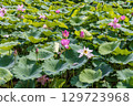Lotus flowers (Niigata Prefecture, July) 129723968