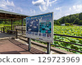 Lotus flowers (Niigata Prefecture, July) 129723969