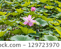 Lotus flowers (Niigata Prefecture, July) 129723970
