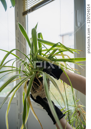 chlorophytum comosum its roots and leaves chlorophytum comosum its roots and leaves 129724014