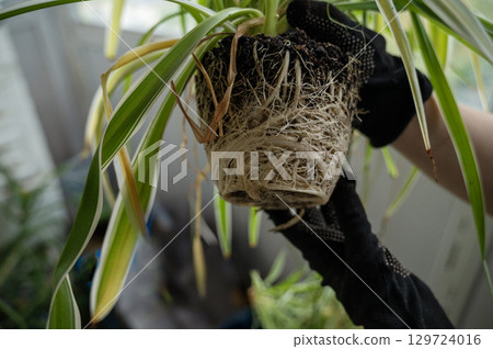 chlorophytum comosum its root system close-up chlorophytum comosum its root system close-up 129724016