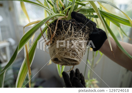 chlorophytum comosum its root system close-up 129724018