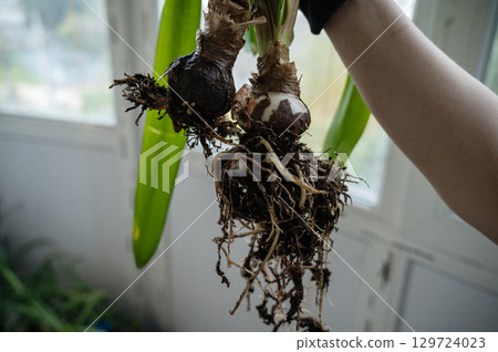 Nippearastrum from the family Amaryllidae its tubers and roots 129724023