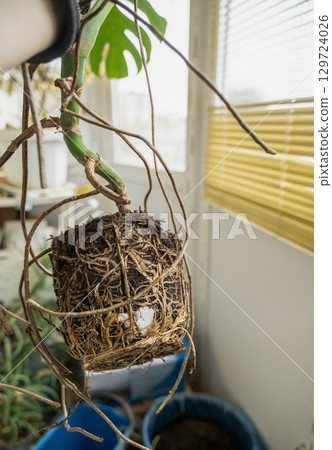 root of monstera, which grew at home 129724026