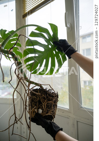 root of monstera, which grew at home. 129724027