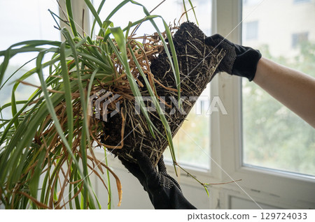 chlorophytum comosum its roots and leaves 129724033