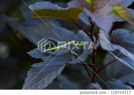 Baby praying mantis 129724117