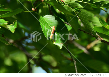 Galls on cherry leaves 129724118