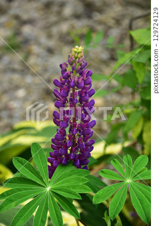 初夏花園裡的紫色羽扇豆 初夏花園裡的紫色羽扇豆 129724129