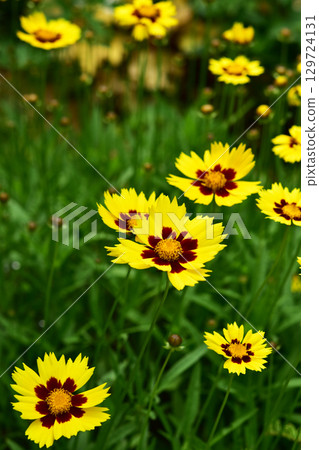 Coreopsis blooming in the summer garden Coreopsis blooming in the summer garden 129724131