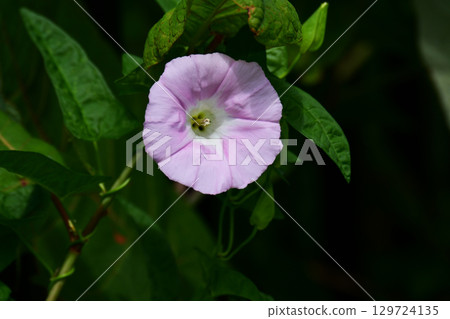 仲夏旋花 仲夏旋花 129724135