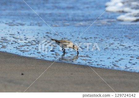 Sanderlings eating food on the shore 129724142