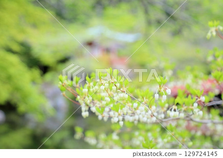 盛開的吊鐘花令人心曠神怡 129724145