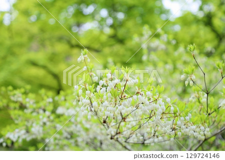 盛開的吊鐘花令人心曠神怡 129724146