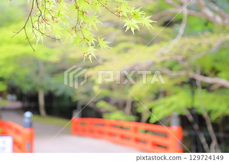 Cute maple flower buds 129724149