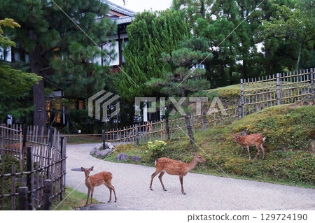 奈良飯店晨間散步 奈良飯店晨間散步 129724190