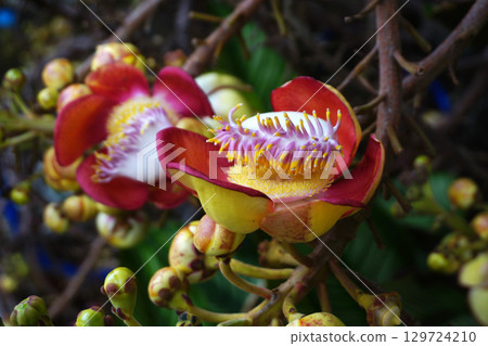 beautiful cannonball tree beautiful cannonball tree 129724210
