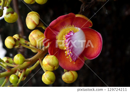 beautiful cannonball tree beautiful cannonball tree 129724211