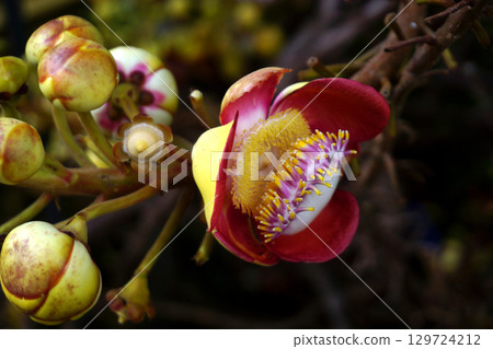 beautiful cannonball tree 129724212