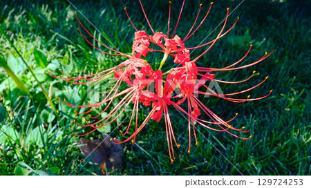 red spider lily red spider lily 129724253