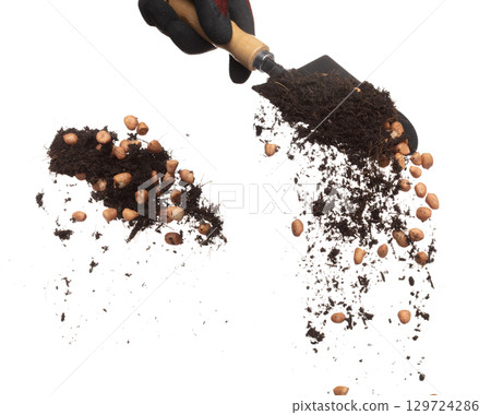 Soil dirt peanut bean mix fall from garden shovel hand. Peanut bean soil fertilizer abstract cloud fly. Soil mix peanut beans planting splash stop in air. white background isolated high speed freeze Soil dirt peanut bean mix fall from garden shovel hand. Peanut bean soil fertilizer abstract cloud fly. Soil mix peanut beans planting splash stop in air. white background isolated high speed freeze 129724286