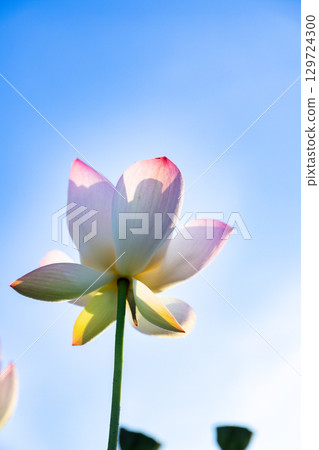 蓮花 129724300
