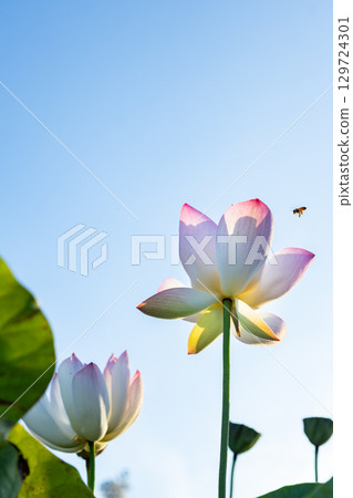 蓮花 129724301