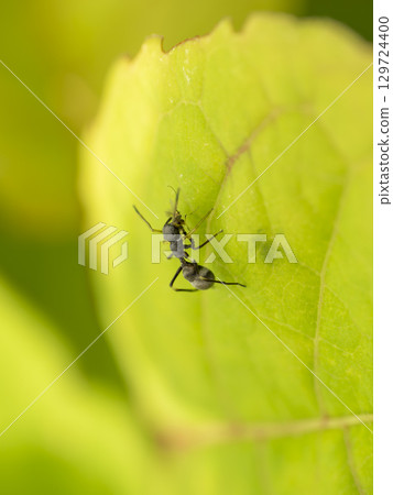 Ant spider catching an insect 129724400