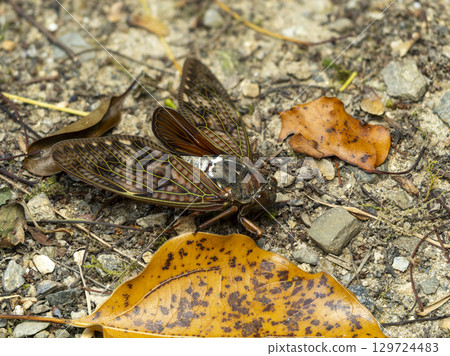 A brown cicada descending to the ground 129724483