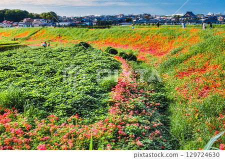 每逢春分，河岸邊簇擁著盛開的孤挺花，鋪就了一片鮮紅的地毯。 129724630