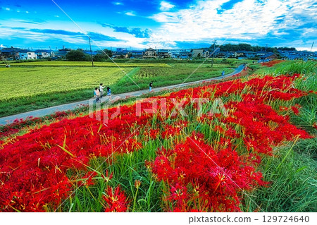 每逢春分，河岸邊簇擁著盛開的孤挺花，鋪就了一片鮮紅的地毯。 129724640