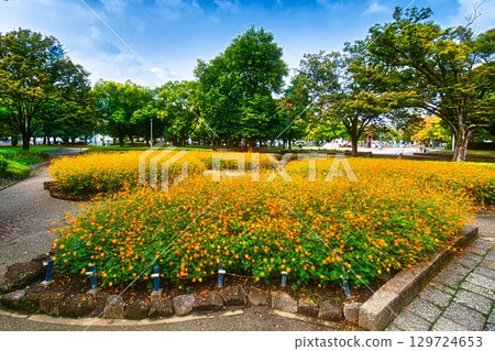 初秋時節，日本的公園裡盛開著黃色的大波斯菊，宣告著秋天的到來。 129724653