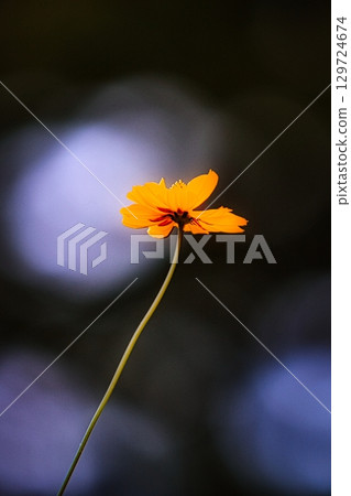 In early autumn, yellow cosmos flowers bloom in Japanese parks, signaling the arrival of autumn. In early autumn, yellow cosmos flowers bloom in Japanese parks, signaling the arrival of autumn. 129724674