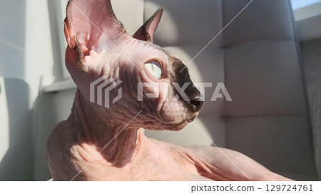 Sphynx cat relaxing in sunlight near a window on a calm afternoon Sphynx cat relaxing in sunlight near a window on a calm afternoon 129724761