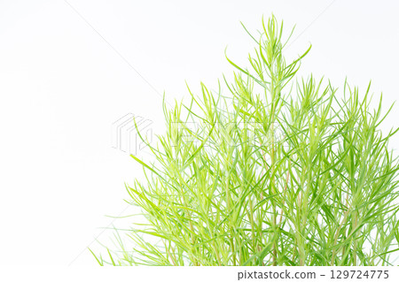 Close-up of the leaves of a Kochia (burnt grass) seedling 129724775