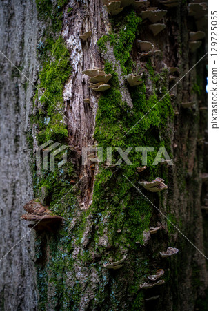 Mossy tree and mushrooms 129725055