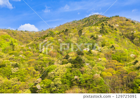 奧島湖周圍生機勃勃的新鮮綠地 129725091